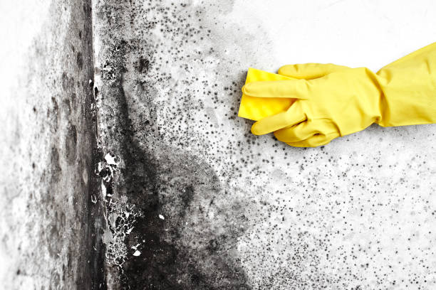 Best Mold Remediation for Schools in Blanding, UT