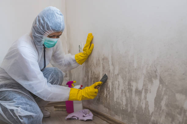 Professional Mold Remediation in Blanding, UT