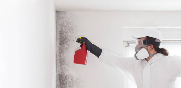 Best Health and Safety Mold Remediation in Blanding, UT